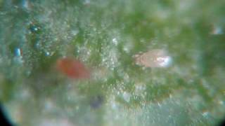 killer  predator mites vs spider mites under the microscope [upl. by Naryb654]