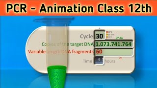 PCR  Polymerase Chain Reaction Animation  Class 12  Science vigyan [upl. by Larentia339]