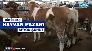 Hayvan Pazarı Afyon Şuhut  Büyükbaş Hayvan Pazarı [upl. by Hermie]