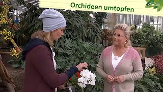 Orchideen umtopfen und Ableger einpflanzen  MDR Garten  MDR [upl. by Milissent]