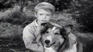 Lassie  Lassies Decision  Full Episodes  Old Cartoons  Videos For Kids 🐕 [upl. by Knipe269]