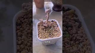 你以为多肉植物随便浇浇水，就能长得这么肥肥胖胖的吗多肉植物 养护小知识 种植小技巧 [upl. by Ainalem]