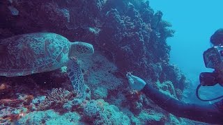 Great Barrier Reef Diving  15 dives in 4 days  GOPRO [upl. by Therine]