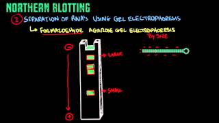 Northern Blotting  Biology Tutorial [upl. by Hyatt]