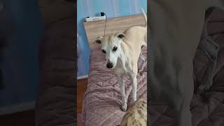 Talking Whippets Compilation sighthound whippet talkingwhippet [upl. by Ferris]