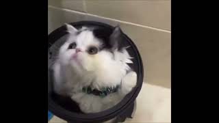 Grumpy cat Oscar the Grouch hides in trash can [upl. by Eylsel600]