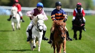 Shetland pony racing [upl. by Alysoun]