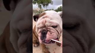 Zeus taking a DNA My Dog Canine Allergy Test dnamydog dogs youtubeshorts [upl. by Chap367]