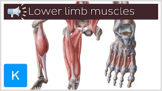 9 lower limb muscles youll want to know how to pronounce  Anatomical Terms Pronunciation by Kenhub [upl. by Hardwick]