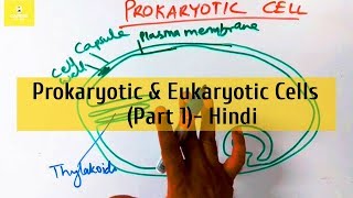 Prokaryotic and Eukaryotic Cells in Hindi  Part 1 [upl. by Edmanda]