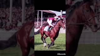 Poor shergar shergar racehorse [upl. by Odarbil]