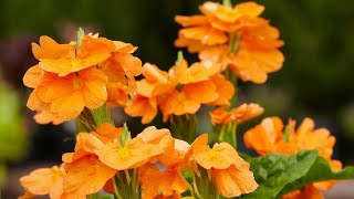 How to Propagate a Crossandra Plant 🪴🌼 from Cuttings [upl. by Pavkovic]