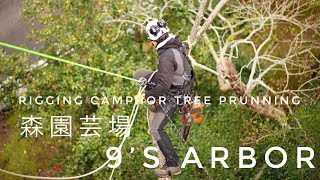 Rigging Camphor Tree Pruning by 9s arbor and Mori Gardeninginc  SRT DDrt System  Arborist [upl. by Anir]