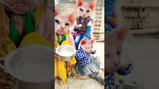 lalla Lalla Lori song by cat 😺 😺😺 short video funny trending cat cute 🥰🥰🥰viral [upl. by Alohcin]