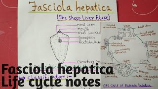 Fasciola hepatica  Life cycle full notes explain in hindi [upl. by Lierbag]