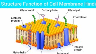 Structure Function of Cell Membrane Hindi Function of Cell Membrane HinCell Membrane Biochemistry [upl. by Adirahs706]