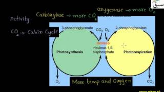 Photorespiration Biology Lecture  Sabaqpk [upl. by Albemarle]