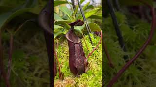 Item Short BE3128  N muluensis x lowii carnivorous nepenthes [upl. by Clementine]