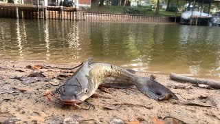 Quick Session Fishing At The Lake [upl. by Neron]