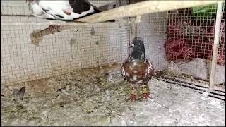 peshori pair 03448543751 pigeon kabootar kabutar [upl. by Dom]