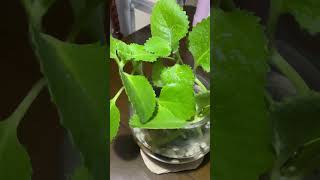 oregano hardinero plants indoorplants plantitaplantito houseplants plantito kusinero [upl. by Oliana]