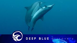 Diver catches pair of spinner dolphins mating [upl. by Ahsiym]