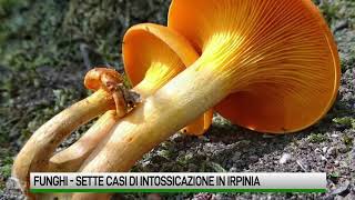 Già sette casi di intossicazione attenti ai funghi dei castagneti [upl. by Anikal]