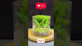 Lively TERRARIUM tips part 2 for BUSY PEOPLE terrarium diyterrarium easyterrarium moss [upl. by Huba985]