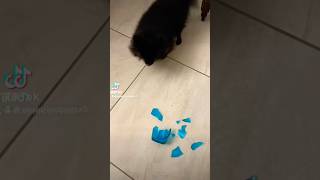 “ Sissiprincipessa e il rispetto”’ perte viralvideo pomeranian foryou pets neiperte funny [upl. by Jamie]