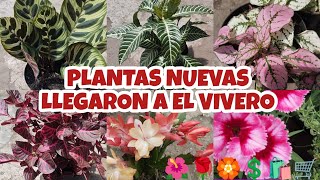 COMPRAS PLANTILES QUE REALICE PARA EL VIVERO §LIZZ Y SU VIVERO 🥰💘 [upl. by Levi]