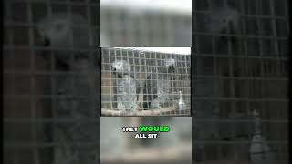 Observe African Gray Parrots Secrets of Their Natural Behavior [upl. by Myers236]