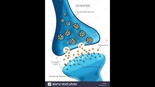 Synapse EPSP  IPSP Spike Potential Synaptic summation Synaptic facilitation [upl. by Ahsytal]