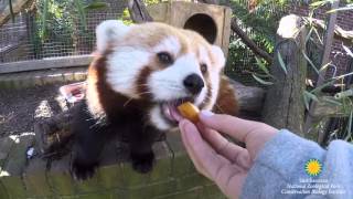 Red pandas are back at the Smithsonians National Zoo [upl. by Ellednek]