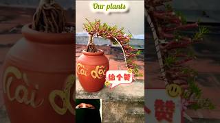 Lovely Flowering Plant shorts diy portulaca flowers plants [upl. by Anitnoc]