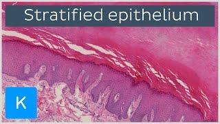 What Is Stratified Epithelium preview  Human Anatomy  Kenhub [upl. by Sikras273]