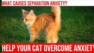 Managing Separation Anxiety in Cats Practical Tips for Pet Owners [upl. by Gnanmos]