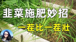 Feed garlic chives these fertilizers 韭菜這樣施肥 越長越茂密 多吃好幾茬 種韭菜秘訣 [upl. by Deanna]