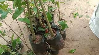 Agarwood plants  packing for West Bengal agarwood agarwoodfarming farming [upl. by O'Callaghan]