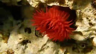 Pferdeaktinie Actinia equina  Beadlet anemone Actinia equina [upl. by Gay]