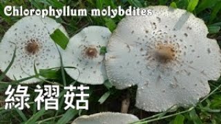 台灣最惹事的毒菇 The Most PoisoningCausing Toadstool in Taiwan：Chlorophyllum molybdites [upl. by Munroe459]