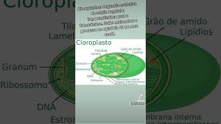 Cloroplastos  organela exclusiva da célula vegetal [upl. by Annuaerb344]