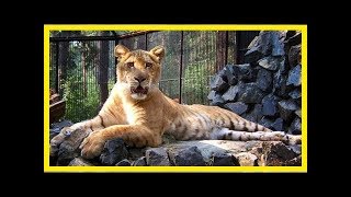 Differences between ligers and tigons all about cat hybrids [upl. by Cressler]