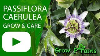 Passiflora caerulea  grow amp care Bluecrown Passionflower [upl. by Natala]