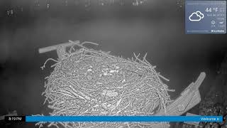 Osprey Cam Live 4K  Oyster Bay NY [upl. by Sackman]