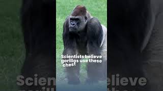 Why do Male Gorillas Beat Their Chests 🦍 Gorilla Chest Beating Meaning gorilla 1minuteknowledge [upl. by Aita]