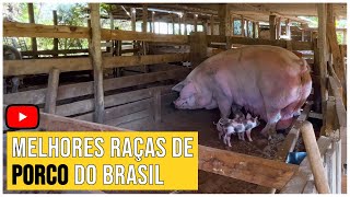 Criação de Porcos Gigantes Pietrain  Large White  Landrace  🚜 Roça Com Carvalho [upl. by Nyluqcaj]