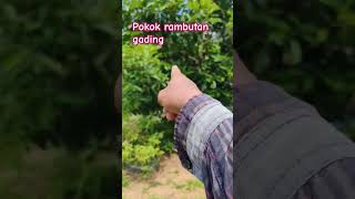 POKOK RAMBUTAN GADING [upl. by Anuahsat927]