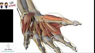 Anatomía Musculos Mano  Origen Inserción Inervación y Función [upl. by Barkley]