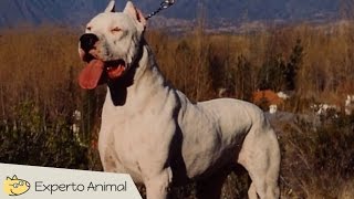 El perro Dogo Argentino [upl. by Jamesy]