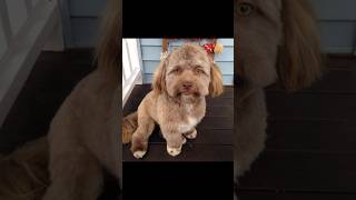 Dog with human face trending viralvideo facts shorts [upl. by Santoro178]